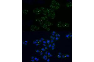 Immunofluorescence analysis of U2OS cells using MRPL32 Rabbit pAb (ABIN6131123, ABIN6144012, ABIN6144013 and ABIN6214117) at dilution of 1:100 (40x lens). (MRPL32 antibody  (AA 19-188))