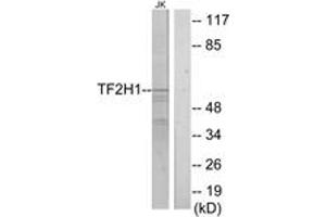 Western Blotting (WB) image for anti-General Transcription Factor IIH, Polypeptide 1, 62kDa (GTF2H1) (AA 15-64) antibody (ABIN2889452)