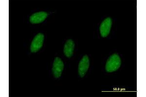 Immunofluorescence of purified MaxPab antibody to MAGOH on HeLa cell. (MAGOH antibody  (AA 1-146))