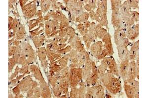 Immunohistochemistry of paraffin-embedded human heart tissue using ABIN7145099 at dilution of 1:100 (ATG13 antibody  (AA 315-517))