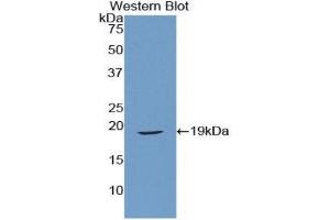 Western Blotting (WB) image for anti-Relaxin (AA 25-181) antibody (ABIN1860449) (Relaxin antibody  (AA 25-181))