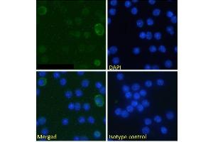 Immunofluorescence staining of fixed mouse splenocytes with anti-B7-H3 (CD276) antibody MJ18. (Recombinant CD276 antibody  (Extracellular Domain))