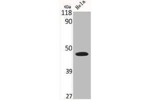 Western Blot analysis of HELA cells using Connexin 43 Polyclonal Antibody (Connexin 43/GJA1 antibody  (C-Term))