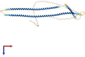Cytokeratin 13 Protein (AA 1-458) (His tag)
