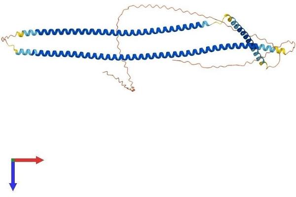 Cytokeratin 13 Protein (AA 1-458) (His tag)