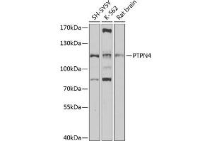 Western blot analysis of extracts of various cell lines, using PTPN4 antibody (ABIN6130551, ABIN6146450, ABIN6146451 and ABIN6220479) at 1:1000 dilution.