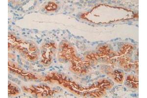 IHC-P analysis of Human Kidney Tissue, with DAB staining. (MME antibody  (AA 382-538))
