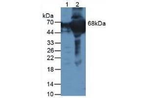 Figure. (F12 antibody  (AA 400-615))