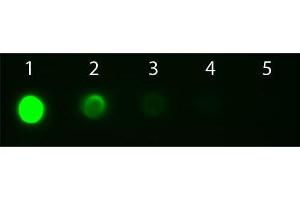 Dot Blot of Goat anti-Mouse IgG2a Antibody Fluorescein Conjugated Pre-absorbed. (Goat anti-Mouse IgG2a (Heavy Chain) Antibody (FITC) - Preadsorbed)