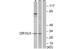 Western blot analysis of extracts from Jurkat cells and 293 cells, using OR10J1 antibody. (OR10J1 antibody  (C-Term))