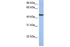 Western Blotting (WB) image for anti-Zinc Finger Protein 766 (ZNF766) antibody (ABIN2459401) (ZNF766 antibody)