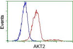 Flow cytometric analysis of Hela cells, using anti-AKT2 antibody (ABIN2452738), (Red) compared to a nonspecific negative control antibody (TA50011) (Blue). (AKT2 antibody)