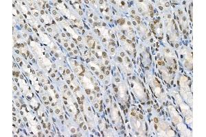ABIN6255315 and ABIN6267100 at 1/100 staining Rat stomach tissue by IHC-P. (ARNTL antibody  (pSer42))