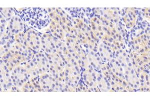 Detection of TGFb3 in Porcine Kidney Tissue using Polyclonal Antibody to Transforming Growth Factor Beta 3 (TGFb3) (TGFB3 antibody  (AA 298-409))