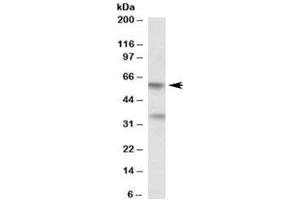 Western blot testing of human placenta lysate with SIGLEC6 antibody at 0. (SIGLEC6 antibody)