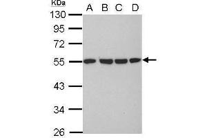 WB Image Sample (30 ug of whole cell lysate) A: 293T B: A431 C: HeLa D: HepG2 10% SDS PAGE antibody diluted at 1:10000 (TUBA1B antibody)