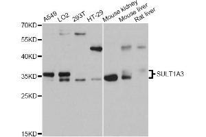 Western blot analysis of extracts of various cell lines, using SULT1A3 antibody.