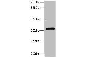 Western blot All lanes: Efnb3 antibody at 12 μg/mL + HepG2 whole cell lysate Secondary Goat polyclonal to rabbit IgG at 1/10000 dilution Predicted band size: 36 kDa Observed band size: 36 kDa (Ephrin B3 antibody  (AA 28-227))