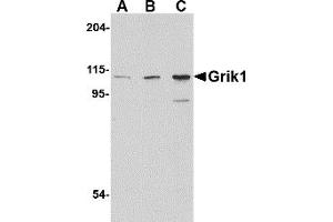 Western Blotting (WB) image for anti-Glutamate Receptor, Ionotropic, Kainate 1 (GRIK1) (C-Term) antibody (ABIN1030421) (GRIK1 antibody  (C-Term))
