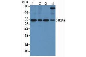 Figure. (SFRP4 antibody  (AA 22-346))
