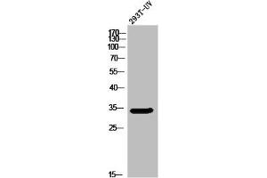 Western Blot analysis of 293T-UV cells using Olfactory receptor 5W2 Polyclonal Antibody (OR5W2 antibody  (Internal Region))