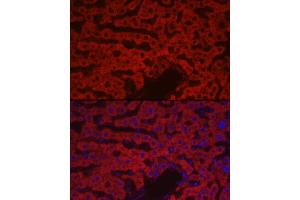 Immunofluorescence analysis of rat liver cells using F10 Rabbit pAb (ABIN7266422) at dilution of 1:100 (40x lens). (Coagulation Factor X antibody  (AA 41-300))