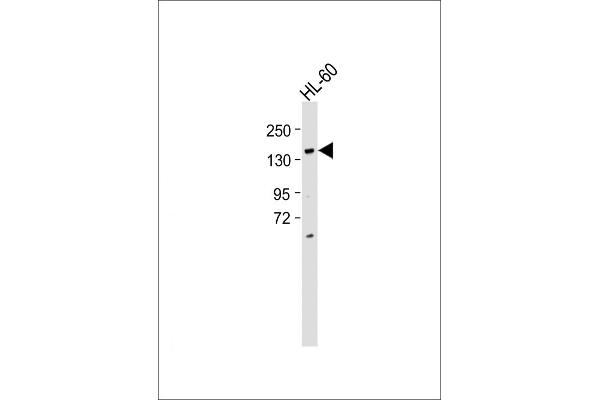 BCORL1 抗体  (N-Term)