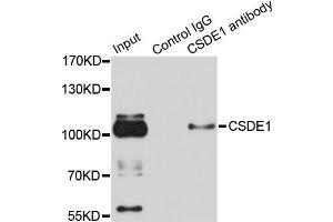Immunoprecipitation analysis of 100ug extracts of HeLa cells using 3ug CSDE1 antibody (ABIN1876970).