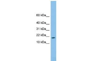 WB Suggested Anti-FAM19A4 Antibody Titration: 0.