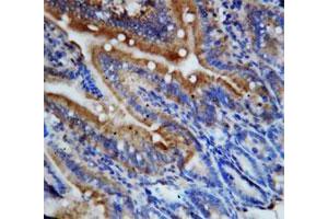 Immunohistochemical staining of paraffin-embedded rat intestine tissue section with Cx3cl1 polyclonal antibody . (CX3CL1 antibody  (N-Term))