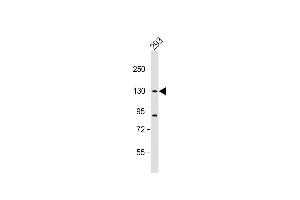 DHX30 antibody  (N-Term)