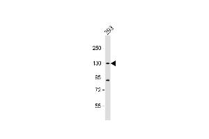 Anti-DHX30 Antibody (N-term) at 1:1000 dilution + 293 whole cell lysate Lysates/proteins at 20 μg per lane.