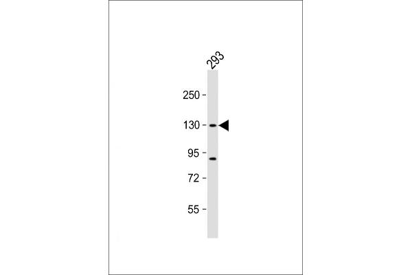 DHX30 Antikörper  (N-Term)