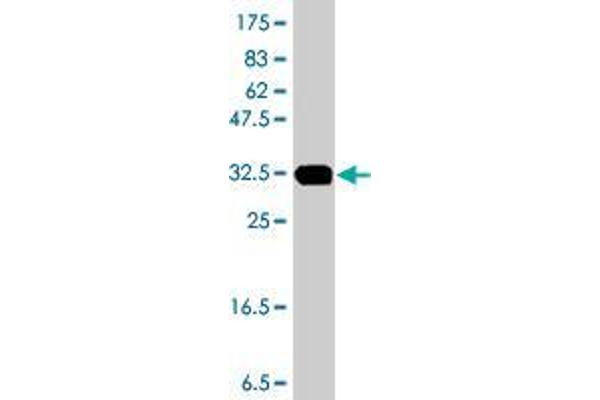 DIAPH3 antibody  (AA 632-729)