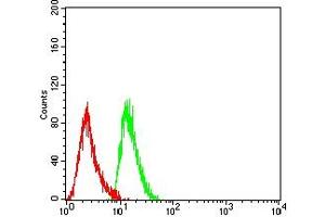 Flow cytometric analysis of THP-1 cells using CD7 mouse mAb (green) and negative control (red). (CD7 antibody  (AA 26-180))
