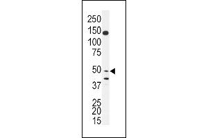 Western blot analysis of anti-BPIL1 Antibody (N-term) (ABIN391627 and ABIN2841547) in SK-BR-3 cell line lysates (35 μg/lane). (BPIL1 antibody  (N-Term))