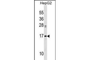 MYL6 Antibody (Center) (ABIN1538290 and ABIN2849925) western blot analysis in HepG2 cell line lysates (35 μg/lane). (MYL6 antibody  (AA 32-59))