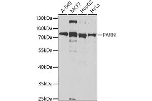 Western blot analysis of extracts of various cell lines using PARN Polyclonal Antibody at dilution of 1:1000. (PARN antibody)