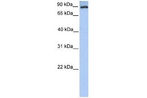 Western Blot showing PCK1 antibody used at a concentration of 1-2 ug/ml to detect its target protein. (PCK1 antibody  (Soluble))
