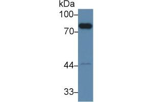 Western blot analysis of Mouse Liver lysate, using Mouse F2 Antibody (2 µg/ml) and HRP-conjugated Goat Anti-Rabbit antibody ( (Prothrombin antibody  (AA 325-618))