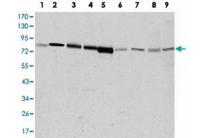 Western blot analysis using ADRBK1 monoclonal antibody, clone 3F8  against HeLa (1), Jurkat (2), MOLT 4 (3), Raji (4), THP-1 (5), L1210 (6), COS-7 (7), PC-12 (8), and NIH/3T3 (9) cell lysate. (GRK2 antibody)