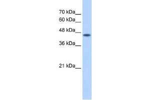 POFUT2 antibody used at 2. (POFUT2 antibody  (C-Term))