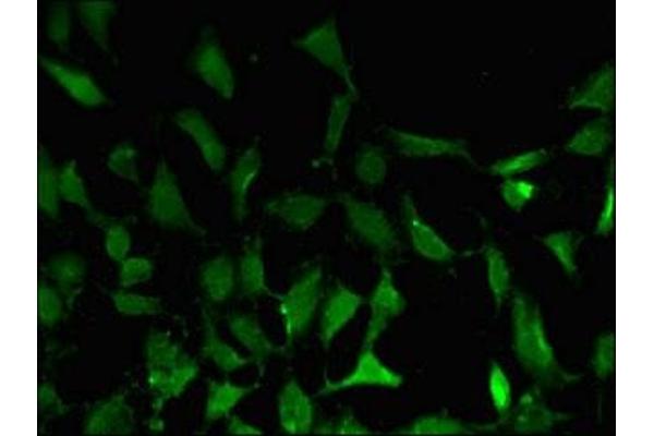 BATF3 antibody  (AA 2-65)