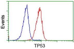 Image no. 2 for anti-Tumor Protein P53 (TP53) antibody (ABIN1499972) (p53 antibody)