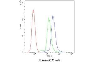 Flow cytometry testing of human A549 cells with SCRIB antibody at 1ug/10^6 cells (blocked with goat sera)