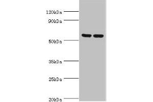 Western blot All lanes: 5-AMP-activated protein kinase subunit gamma-3 antibody at 5 μg/mL Lane 1: Hela whole cell lysate Lane 2: HepG2 whole cell lysate Secondary Goat polyclonal to rabbit IgG at 1/10000 dilution Predicted band size: 55, 52 kDa Observed band size: 55 kDa (PRKAG3 antibody  (AA 1-210))