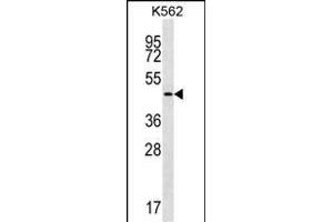GIF Antibody (Center) (ABIN656899 and ABIN2846098) western blot analysis in K562 cell line lysates (35 μg/lane). (Intrinsic Factor antibody  (AA 189-218))