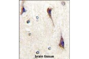 Formalin-fixed and paraffin-embedded human brain tissue reacted with CDK5R1(p35) Antibody (C-term) (ABIN1537017 and ABIN2841875) , which was peroxidase-conjugated to the secondary antibody, followed by DAB staining. (CDK5R1 antibody  (C-Term))