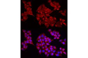 Immunofluorescence analysis of HeLa cells using  Rabbit pAb (ABIN7265439) at dilution of 1:25 (40x lens).