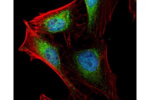 Immunofluorescence (IF) image for anti-Actin-Related Protein 2 (ACTR2) antibody (ABIN2855610)